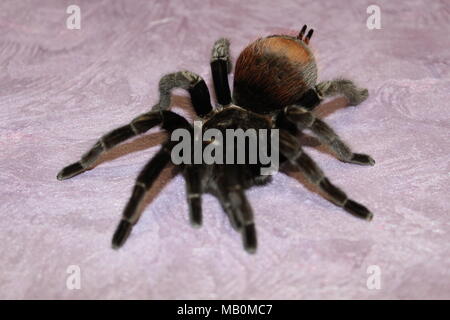 Spider, tarantula Stock Photo