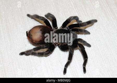 Spider, tarantula Stock Photo