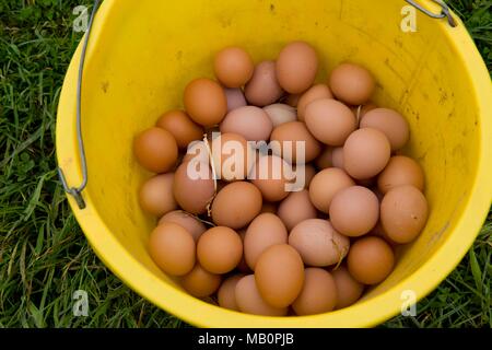 eggs in a bucket Stock Photo