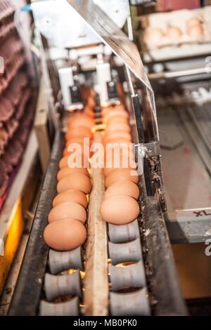 eggs being graded in a packing plant Stock Photo