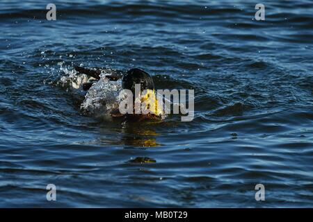 Mallard duck diving in danish harbor Stock Photo