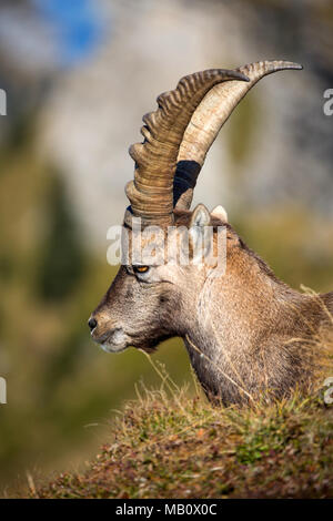 The Alps, the Bernese Oberland, cameo alphorn, autumn, Switzerland, Capricorn, mammals, animals, wilderness, wild animals Stock Photo