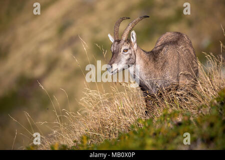 The Alps, the Bernese Oberland, cameo alphorn, autumn, Switzerland, Capricorn, mammals, animals, wilderness, wild animals Stock Photo