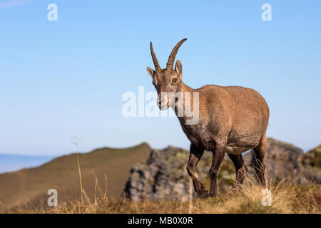 The Alps, the Bernese Oberland, cameo alphorn, autumn, Switzerland, Capricorn, mammals, animals, wilderness, wild animals Stock Photo