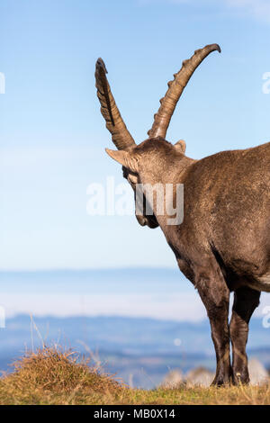 The Alps, the Bernese Oberland, cameo alphorn, autumn, Switzerland, Capricorn, mammals, animals, wilderness, wild animals Stock Photo