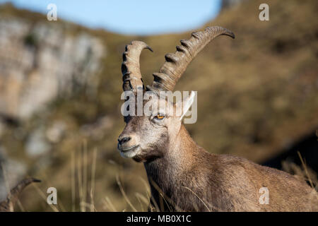 The Alps, the Bernese Oberland, cameo alphorn, autumn, Switzerland, Capricorn, mammals, animals, wilderness, wild animals Stock Photo