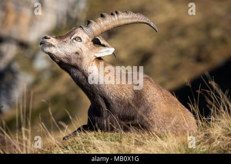 The Alps, the Bernese Oberland, cameo alphorn, autumn, Switzerland, Capricorn, mammals, animals, wilderness, wild animals Stock Photo