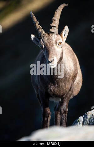 The Alps, the Bernese Oberland, cameo alphorn, autumn, Switzerland, Capricorn, mammals, animals, wilderness, wild animals Stock Photo