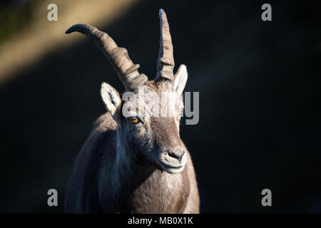 The Alps, the Bernese Oberland, cameo alphorn, autumn, Switzerland, Capricorn, mammals, animals, wilderness, wild animals Stock Photo