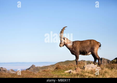 The Alps, the Bernese Oberland, cameo alphorn, autumn, Switzerland, Capricorn, mammals, animals, wilderness, wild animals Stock Photo