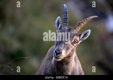 The Alps, the Bernese Oberland, cameo alphorn, autumn, Switzerland, Capricorn, mammals, animals, wilderness, wild animals Stock Photo