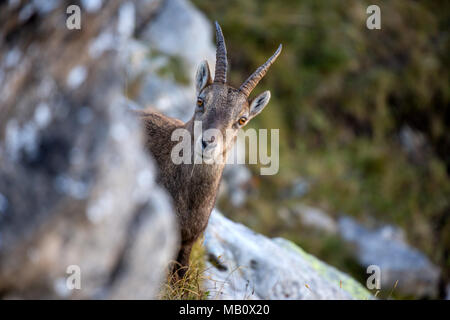 The Alps, the Bernese Oberland, cameo alphorn, autumn, Switzerland, Capricorn, mammals, animals, wilderness, wild animals Stock Photo