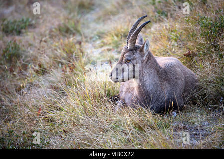 The Alps, the Bernese Oberland, cameo alphorn, autumn, Switzerland, Capricorn, mammals, animals, wilderness, wild animals Stock Photo