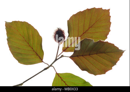 single twig with leaves of beech tree with fruits isolated over white background Stock Photo