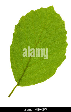 single leaf of beech tree isolated over white background Stock Photo