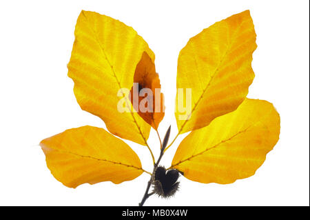 single twig with leaves of beech tree and fruits isolated over white background Stock Photo