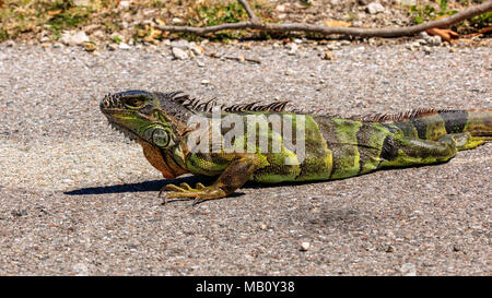 Iguana creeping on the street, portrait from site, Sanibel Island, Florida, USA Stock Photo