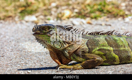 Iguana creeping on the street, portrait, Sanibel Island, Florida, USA Stock Photo