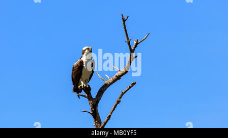 Osprey (Pandion haliaetus) perching on a dead tree, sunbathing, Sanibel Island, Florida, USA Stock Photo