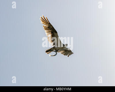 Osprey (Sea Hawk) flying with fish, Sanibel Island, Florida, USA Stock Photo