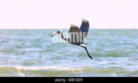 Tricolored heron, Egretta tricolor, flying over the ocean, Sanibel Island, Florida, USA Stock Photo