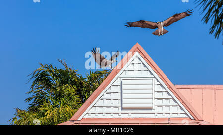 Two ospreys try to land on the top of a roof, background blue sky, Sanibel Island, Florida, USA Stock Photo