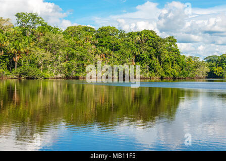 Landscape of the tropical rainforest inside Yasuni national park in the Amazon river Basin, Ecuador, South America. Stock Photo