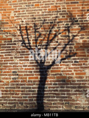 shadow of a tree on a red brick wall useful as a background Stock Photo