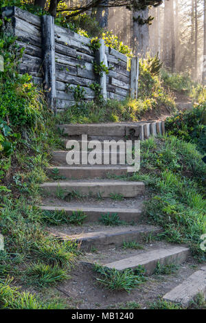 Stairs Wind Up a Trail Into Pine Forest with early morning sunlight streaming through Stock Photo