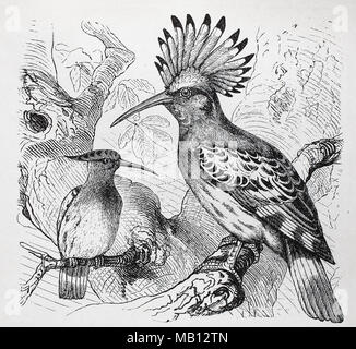 europäischer Wiedehopf, Upupa epops, Eurasian hoopoe, digital improved reproduction of an original print from the year 1895