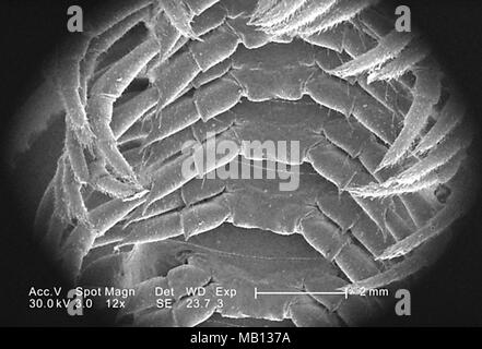 Trunk region leg segments of an unidentified millipede found in Decatur, Georgia, revealed in the 12x magnified scanning electron microscopic (SEM) image, 2005. Image courtesy Centers for Disease Control (CDC) / Janice Haney Carr. () Stock Photo