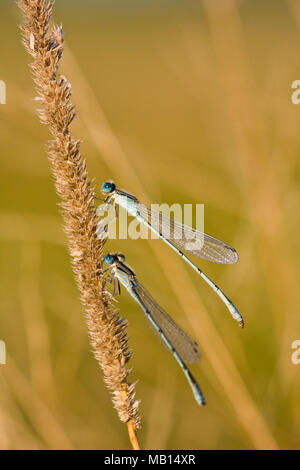 Two familiar bluet damselflies (Enallagma civile) on green aquatic ...