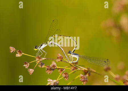 06326-00106 Fragile Forktail Damselfly (Ischnura posita) male and female mating in wetland, Marion Co., IL Stock Photo
