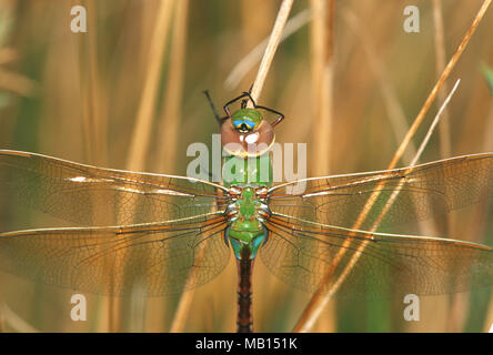 06361-00217 Common Green Darner (Anax junius) female in wetland, Marion Co. IL Stock Photo