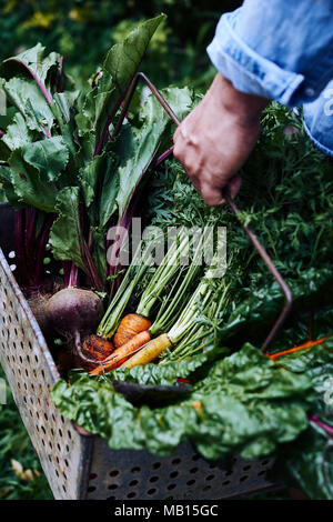 A person holding a basket of freshly picked organic vegetables, including carrots, chard and beets Stock Photo
