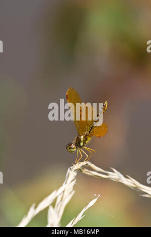 06648-00317 Eastern Amberwing dragonfly (Perithemis tenera) male obelisking near wetland, Marion Co.  IL Stock Photo
