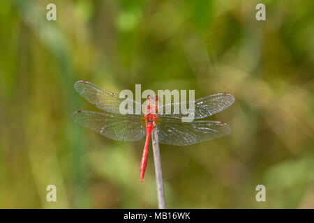 06663-00108 Ruby Meadowhawk dragonfly (Sympetrum rubicundulum) male, Jo Daviess Co.  IL Stock Photo