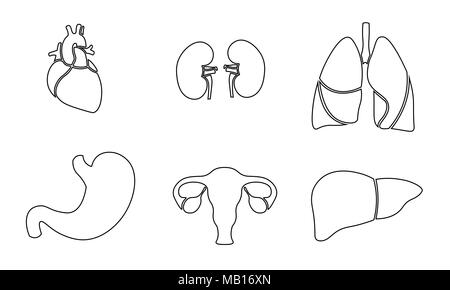 Human organ icon symbol medicine logo set. Heart kidney lungs womb stomach liver innovation medical line art center vector illustration Stock Vector