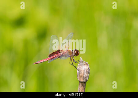 06674-00109 Red Saddlebags (Tramea onusta) male Marion Co. IL Stock Photo