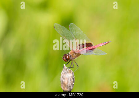 06674-00112 Red Saddlebags (Tramea onusta) male Marion Co. IL Stock Photo