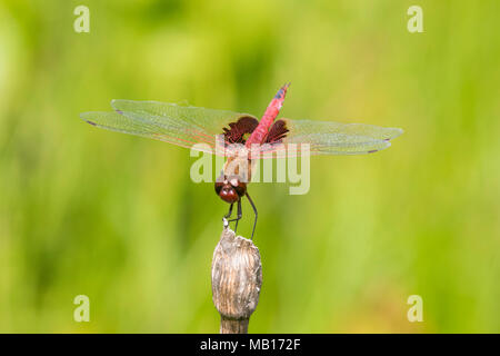 06674-00116 Red Saddlebags (Tramea onusta) male Marion Co. IL Stock Photo