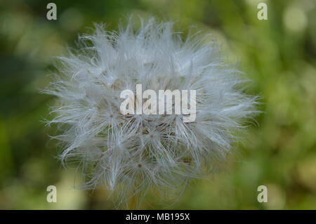 Fluffy dandelion-type flower Stock Photo