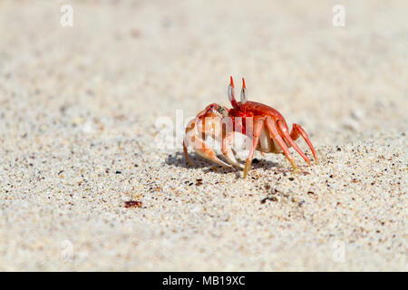 Ghost Crab (Ocypode gaudichaudii), Cerro Brujo, Galápagos Islands, Ecuador Stock Photo