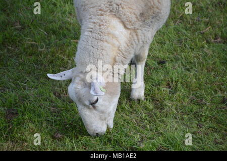 Dutch Sheep Eating Grass Stock Photo