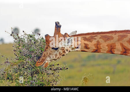 Rothchild's Giraffe Eating Leaves in Murchison Falls National Park in Uganda Stock Photo