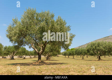 Typical landscape of the Emporda in Catalonia: Olive trees field in Spain, Mediterranean, Emporda, Girona, Catalonia Stock Photo