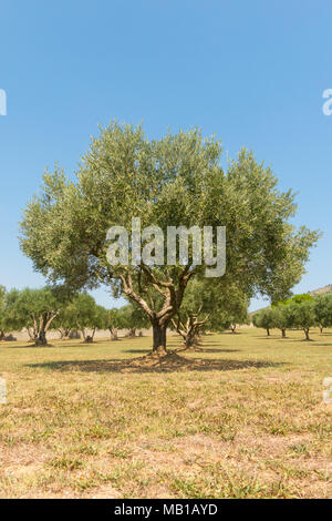 Typical landscape of the Emporda in Catalonia: Olive trees field in Spain, Mediterranean, Emporda, Girona, Catalonia Stock Photo