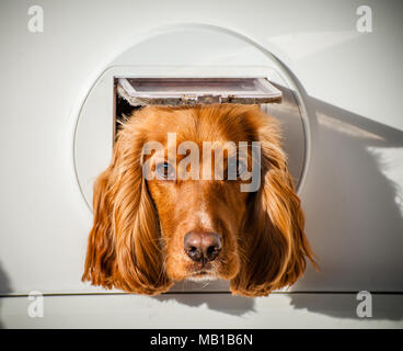 A ginger Cocker Spaniel with his head through the cat flap door on a white domestic house door Stock Photo