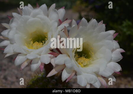 these flowers bloom only about once every two months there bloom period is about a day long mb1dbd