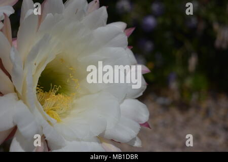 What do you know about the small flower named 'Udumbara'? Is it a real  flower, or is it just a bug egg? - Quora